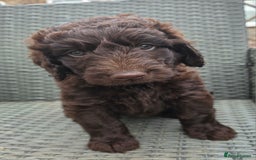 Newfypoo dogs for sale: 🐾 Beautiful Newfypoo x Standard Poodle Puppies 🐾 in Doncaster - Image 22