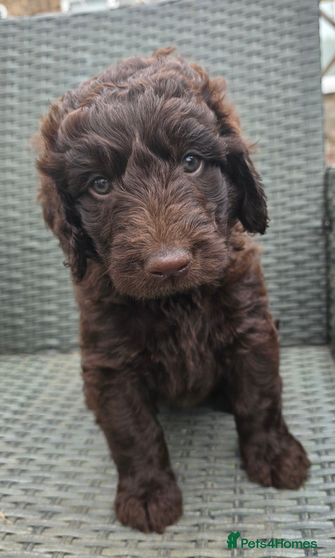 Newfypoo dogs for sale: 🐾 Beautiful Newfypoo x Standard Poodle Puppies 🐾 in Doncaster - Image 22