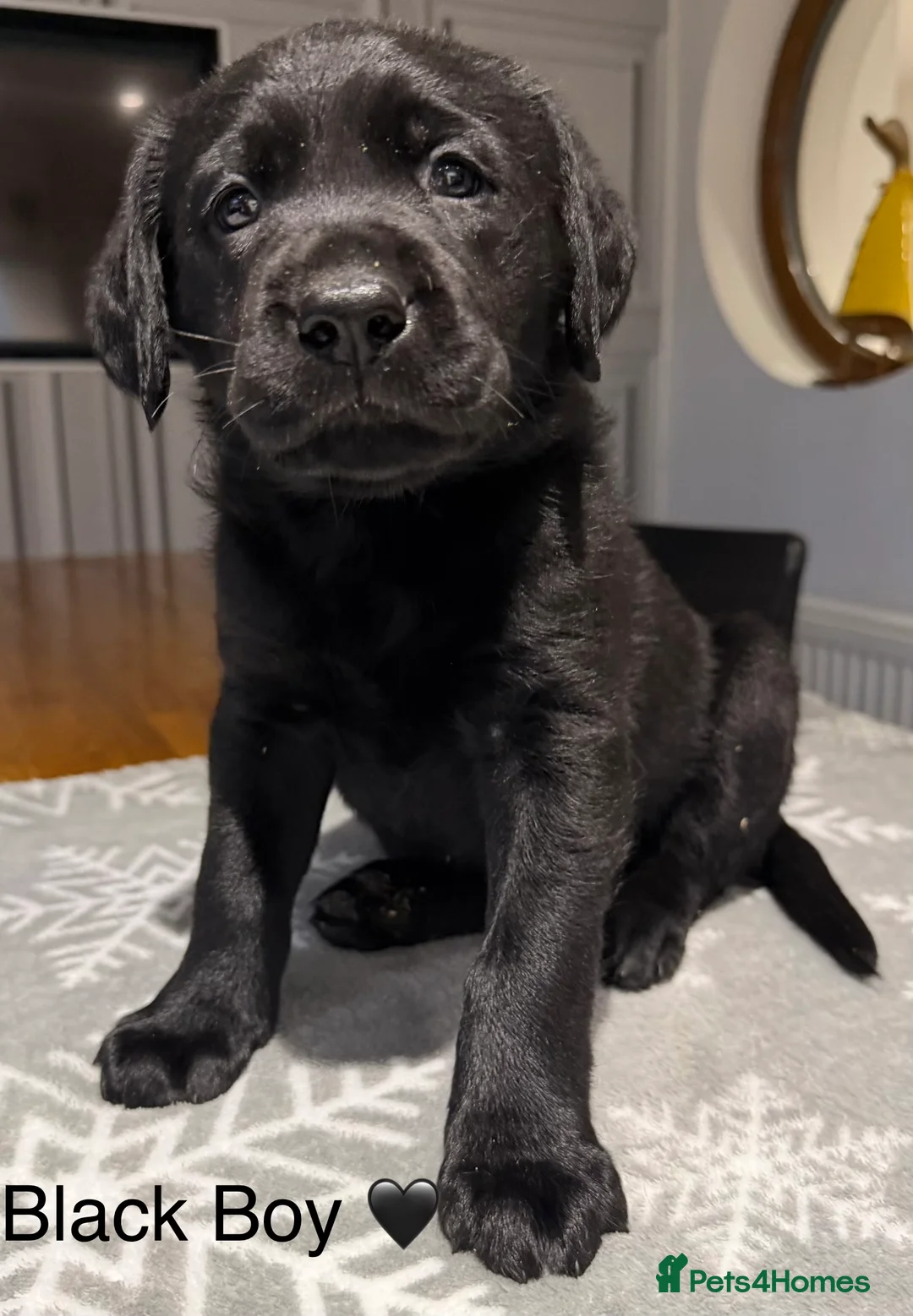 Labrador Retriever dogs for sale: Stunning Chocolate and Black Labrador pups - Advert 1