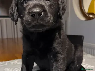 Labrador Retriever dogs Stunning Chocolate and Black Labrador pups - Advert 14