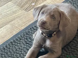 Labrador Retriever dogs ⭐️ READY NOW KC REG VET CHECK, 5 🌟LICENCED - Advert 10