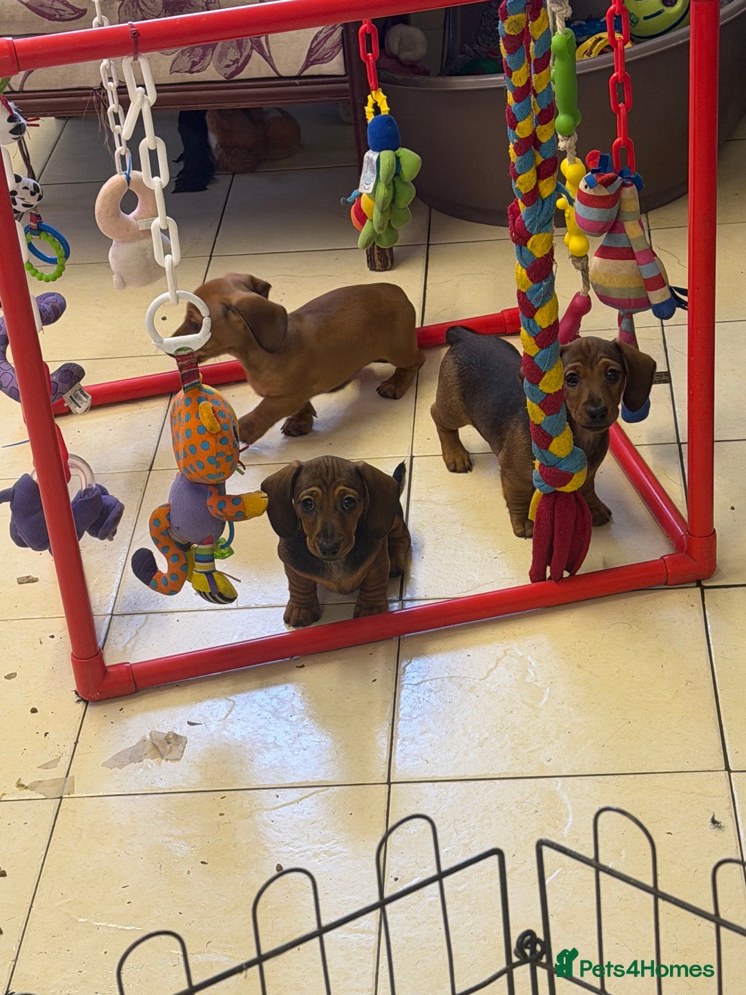 Miniature Dachshund dogs for sale: Beautiful mini dachshund puppy's now available  - Advert 5