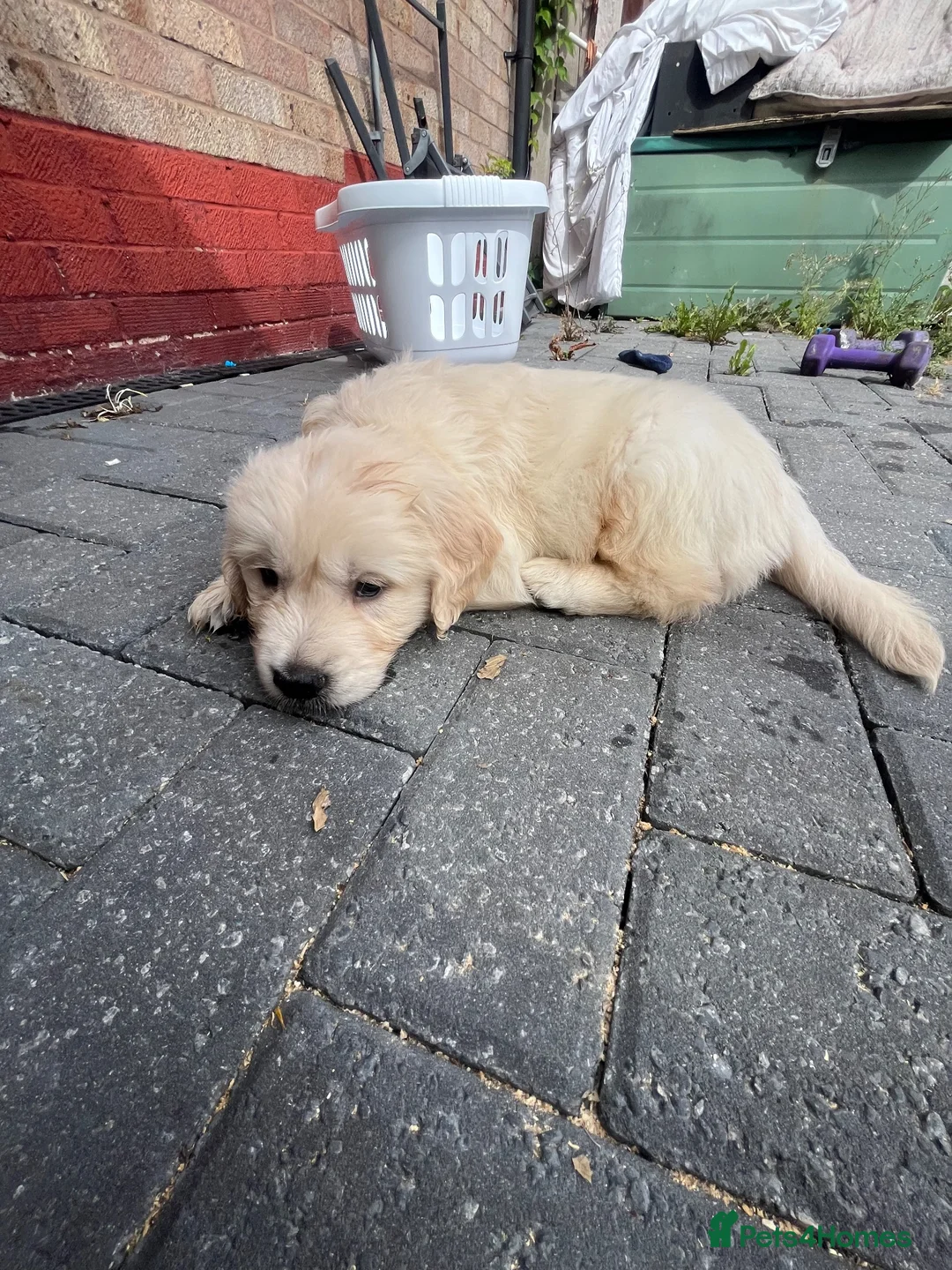 Golden Retriever dogs for sale: Gorgeous golden retriever puppies 🐶  - Advert 19