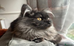 Ragdoll cats for sale: Ragdoll x British Shorthair kittens - Image 14