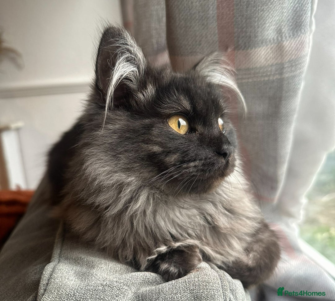 Ragdoll cats for sale: Ragdoll x British Shorthair kittens - Image 14
