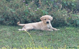 Labrador Retriever dogs for sale: Lovely KC Registered Labrador Puppies - Image 8