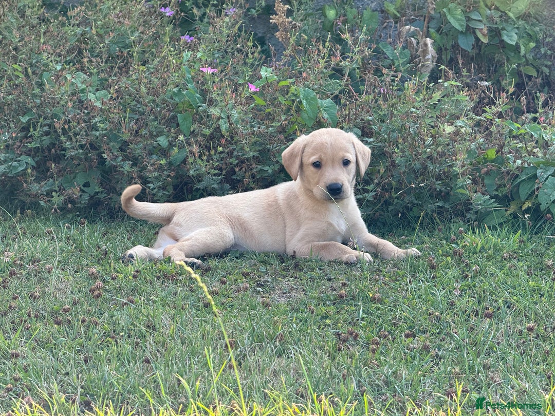 Labrador Retriever dogs for sale: Lovely KC Registered Labrador Puppies - Image 8