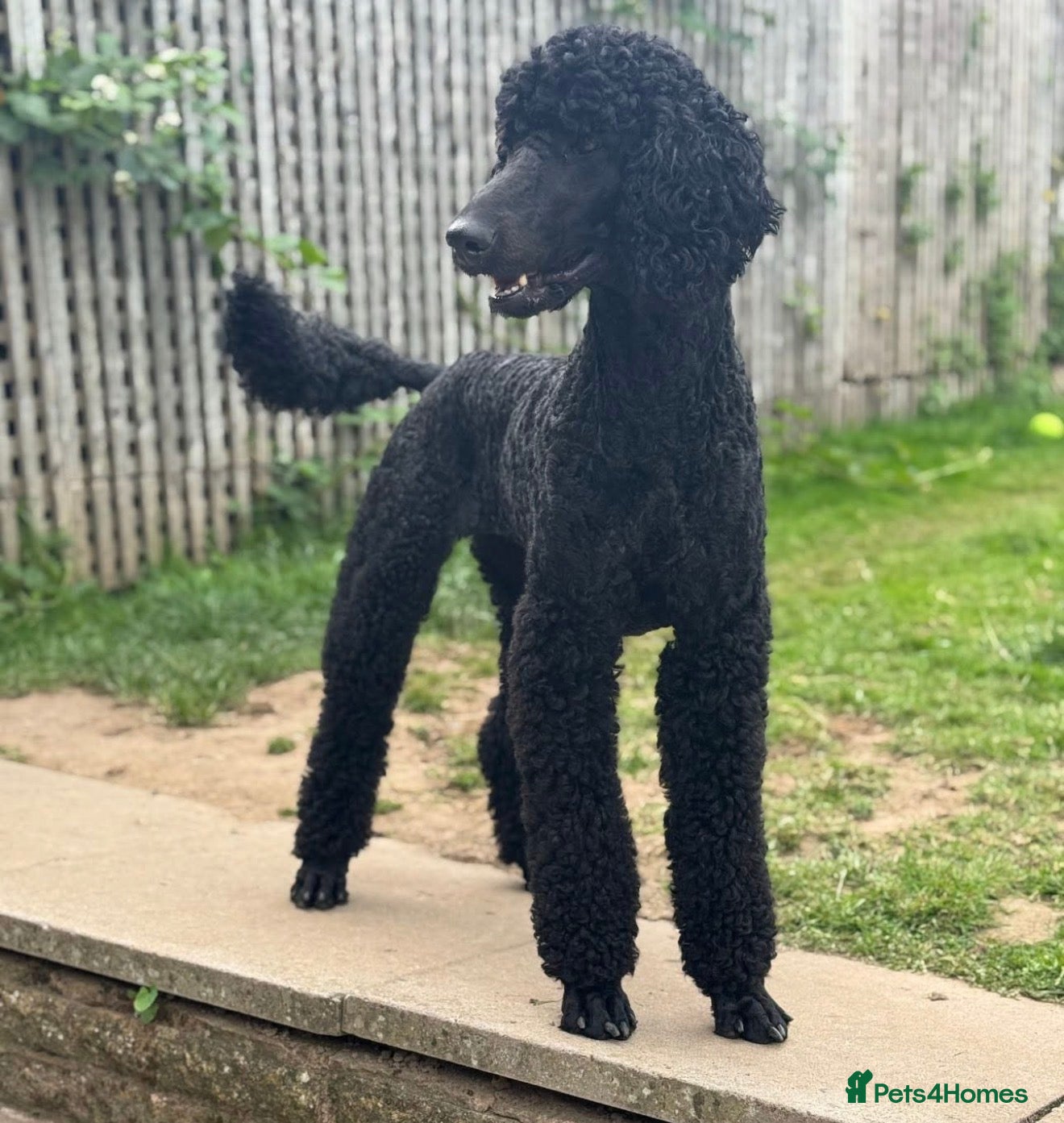 Labradoodle dogs Standard Labradoodle Puppies  - Advert 3