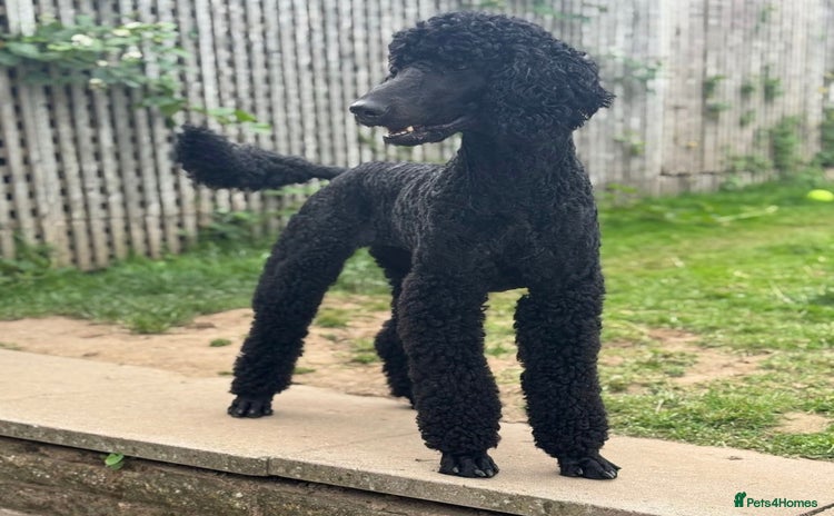 Labradoodle dogs Standard Labradoodle Puppies  - Advert 3