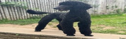 Labradoodle dogs for sale: Standard Labradoodle Puppies  - Advert 1