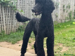 Labradoodle dogs Standard Labradoodle Puppies - Advert 1