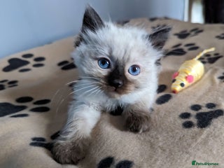 Ragdoll cats Beautiful Ragdoll Kittens (chocolate point girl) - Advert 1