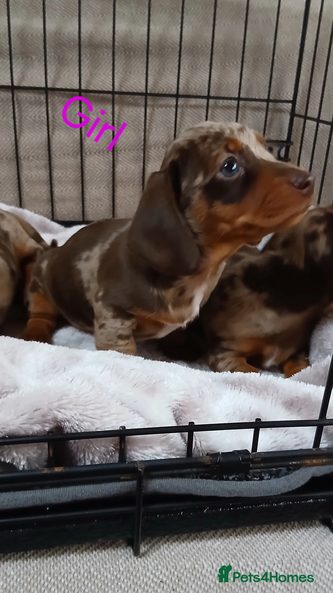 Miniature Dachshund dogs for sale: PRA, STUNNING MINIE'S READY NOW  - Advert 2