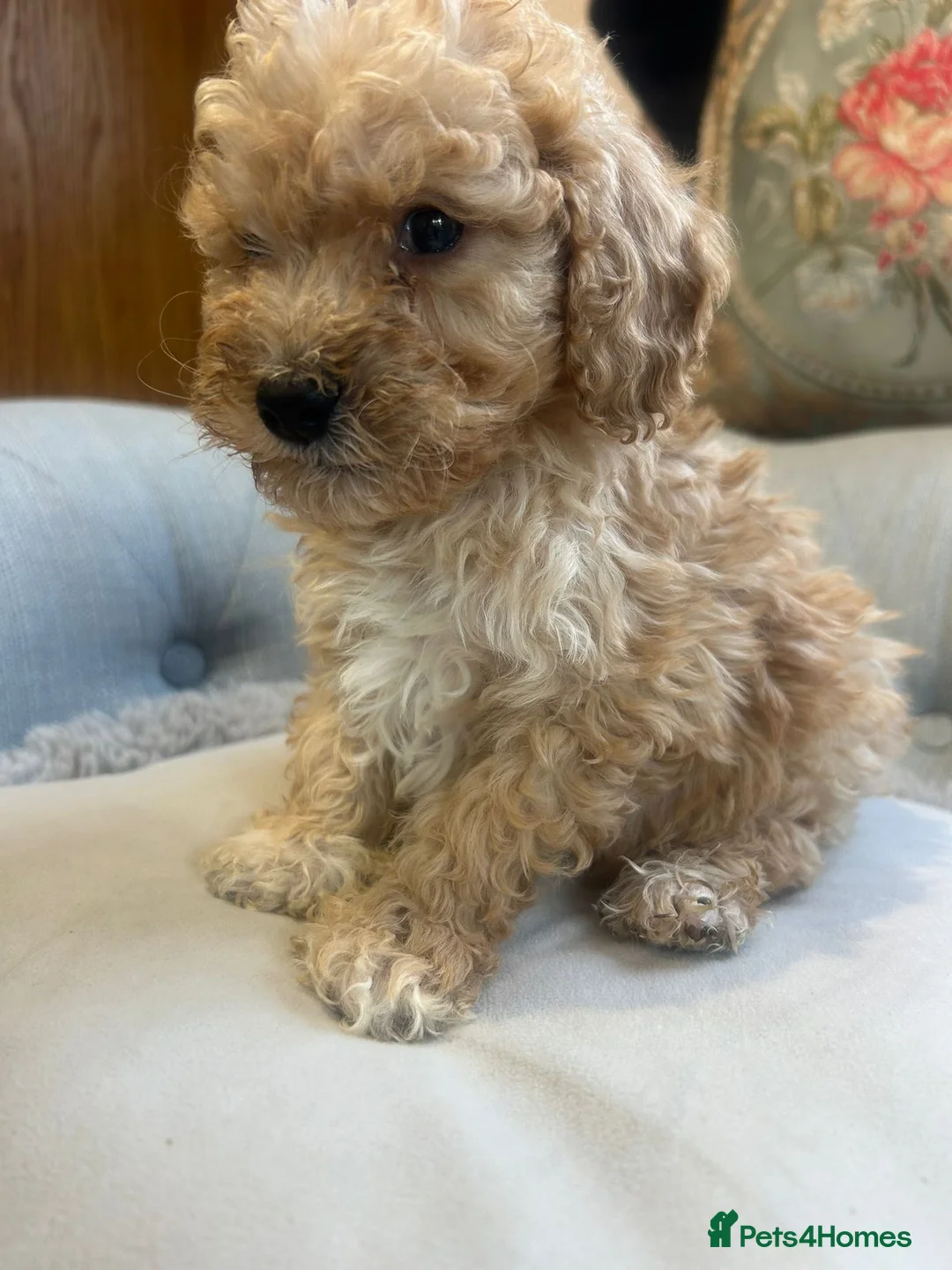 Cockapoo dogs for sale: Beautiful babies available  - Advert 25