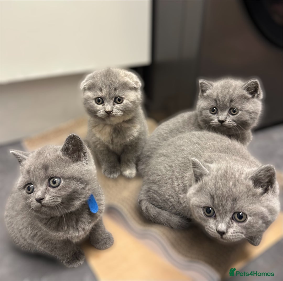 Scottish Fold cats for sale: SCOTTISH FOLD/STRAIGHT KITTENS  - Advert 1
