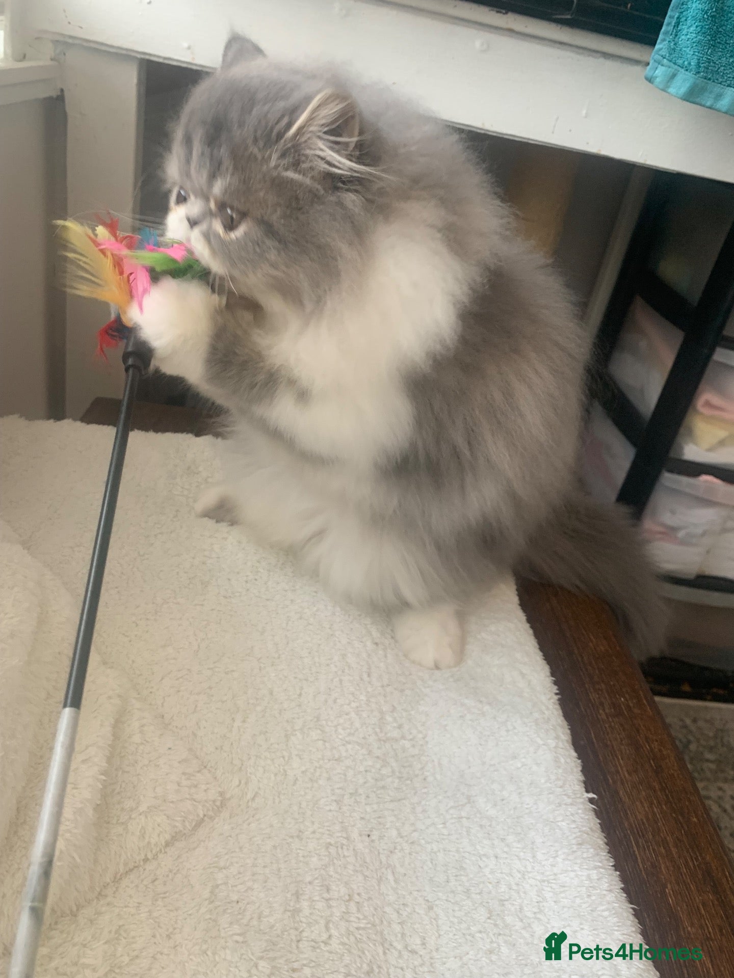 Persian cats Persian Kitten***Ready Now*** - Advert 1