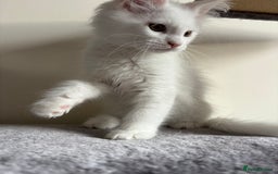 Maine Coon cats for sale: Maine coon kitten  - Image 4