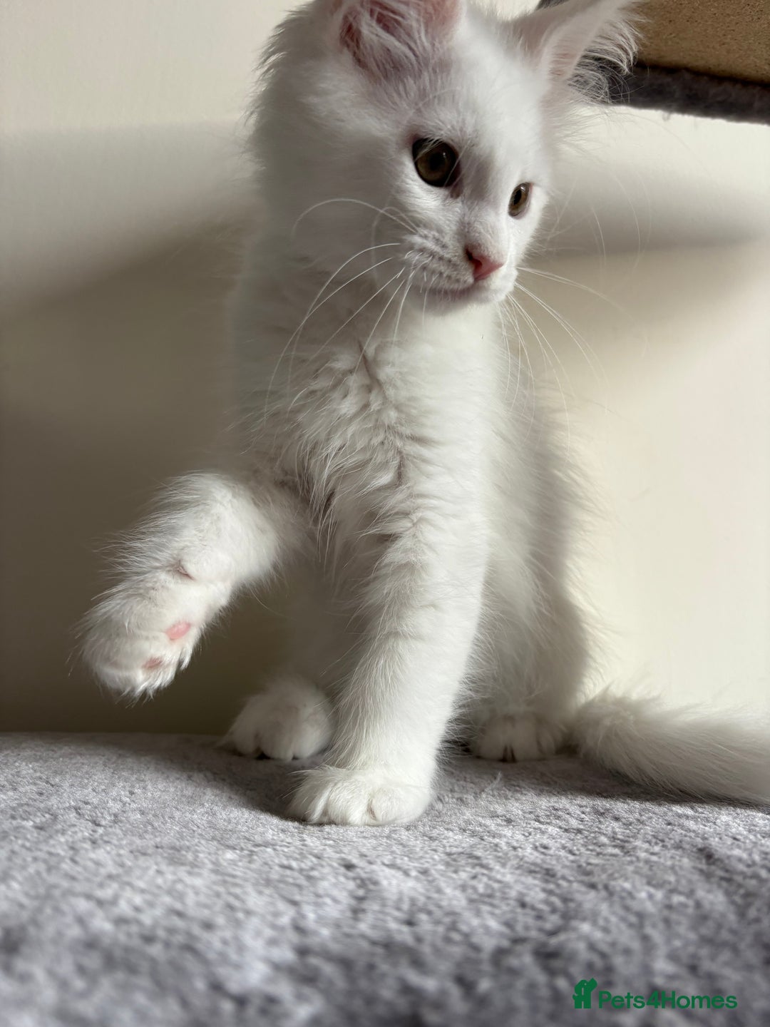 Maine Coon cats for sale: Maine coon kitten  - Image 4