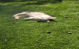 Mixed Breed cats for sale: Gorgeous Bengal X kittens - Image 10