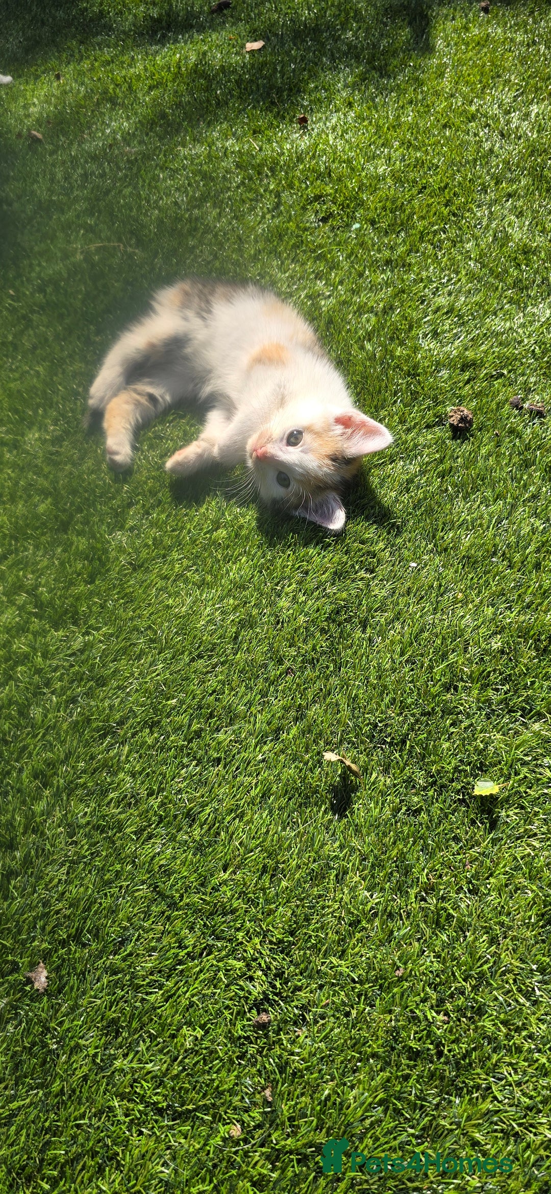 Mixed Breed cats for sale: Gorgeous Bengal X kittens - Image 10
