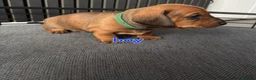 Miniature Dachshund dogs for sale: BEAUTIFUL MINIATURE DACHSHUND  - Advert 16