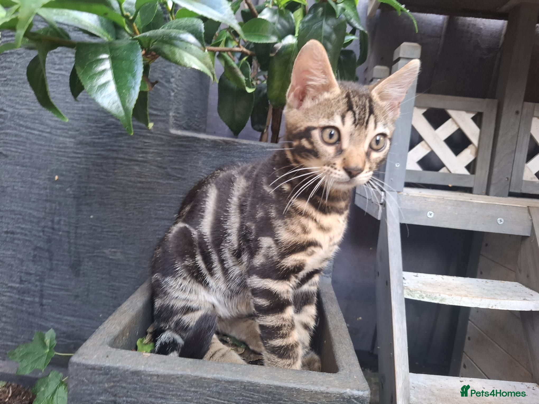 Bengal cats ❤️ Outstanding TICA Registered Bengal Kittens ❤️ - Advert 1