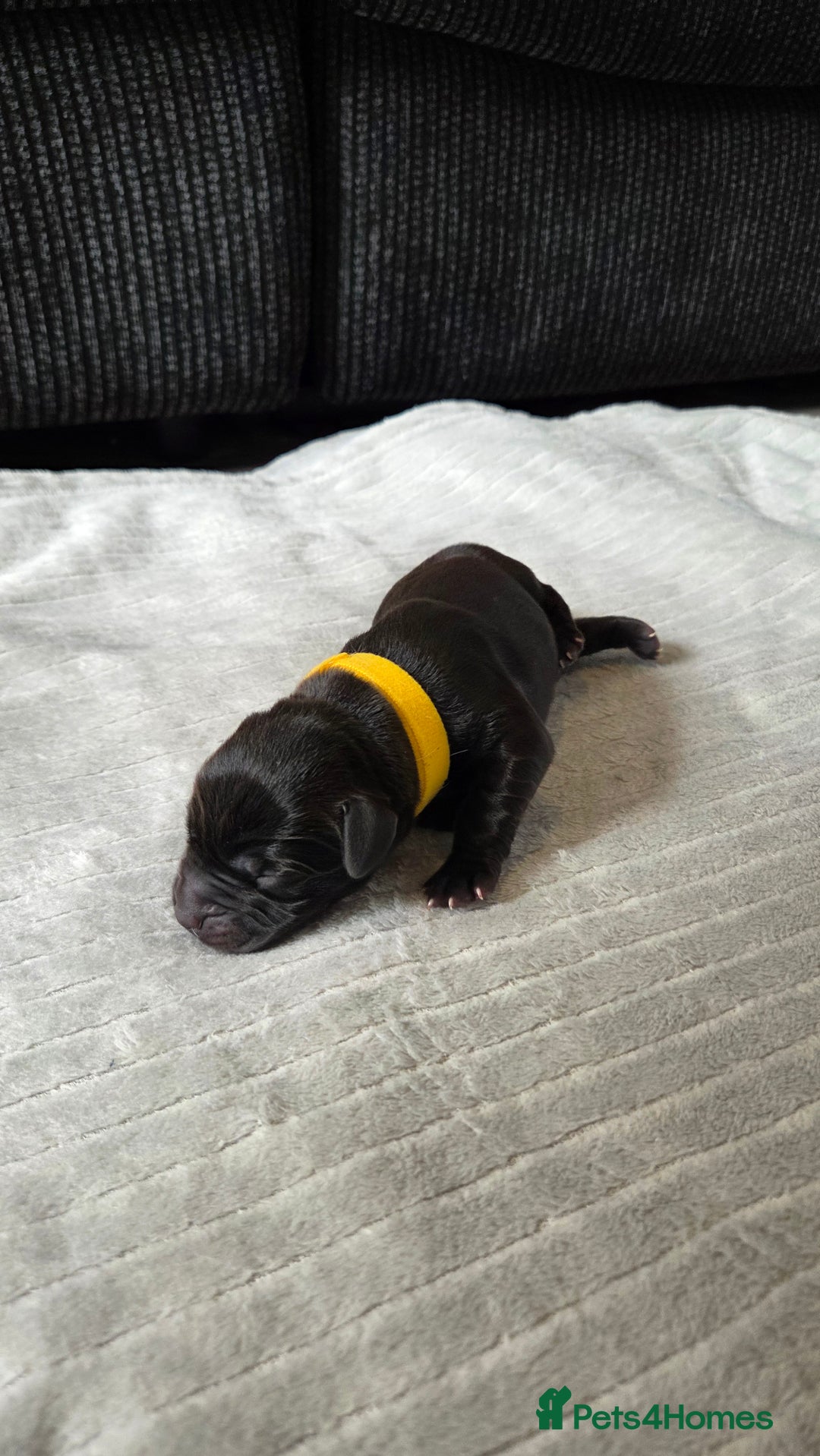 Labrador Retriever dogs for sale: Beautiful pedigree labrador puppies  - Image 22