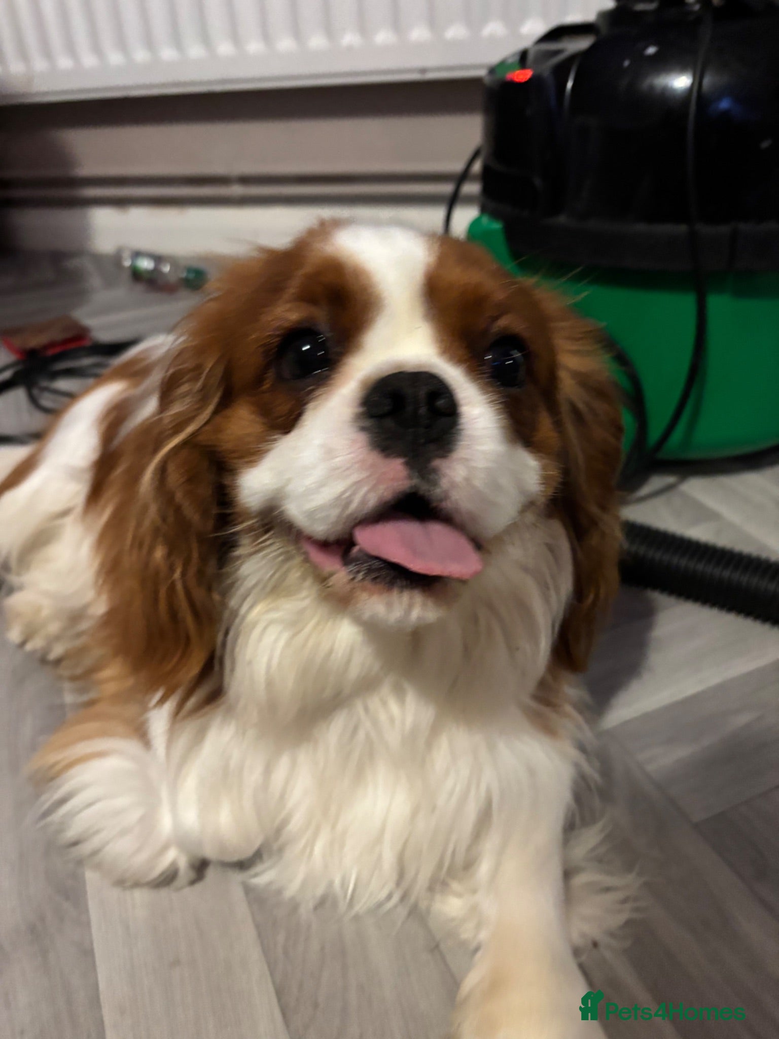 Cavalier King Charles Spaniel dogs Buddy - Advert 7