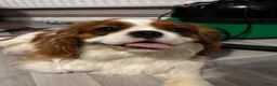Cavalier King Charles Spaniel dogs for sale: Buddy - Advert 1