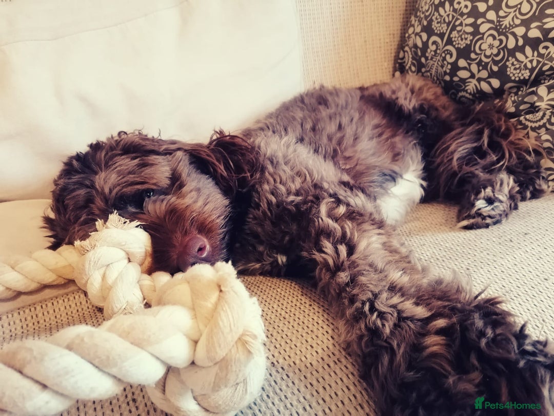Cockapoo dogs for sale: Adorable Puppies Looking for Their Forever Homes! - Image 17