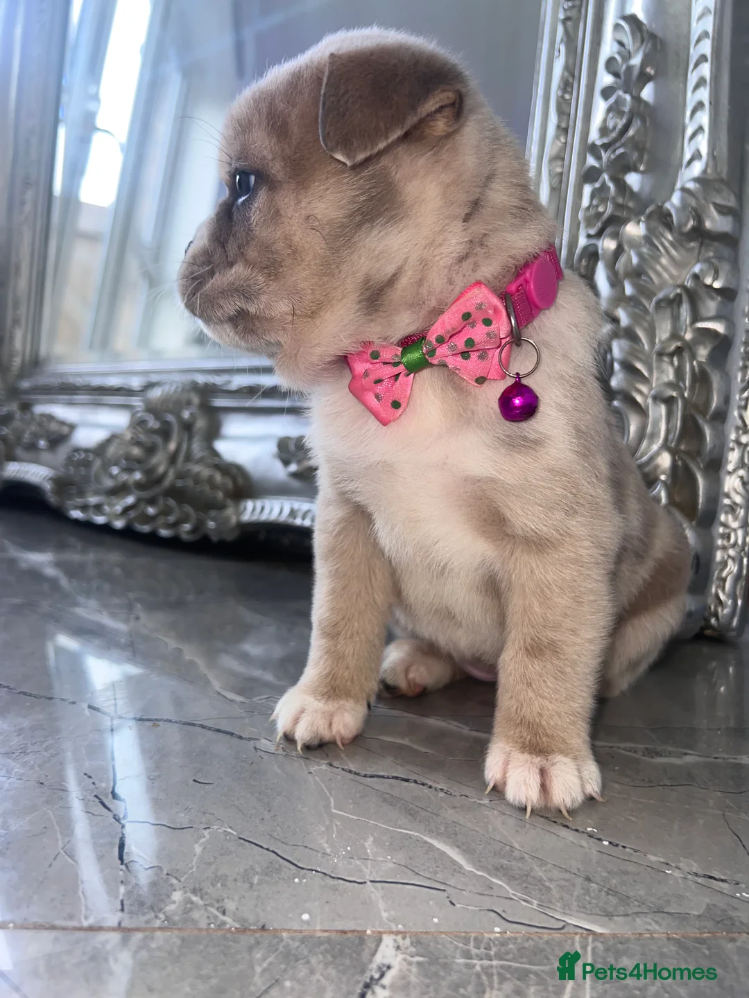 Mixed Breed dogs for sale: Chow Chow × Puppies  - Advert 7