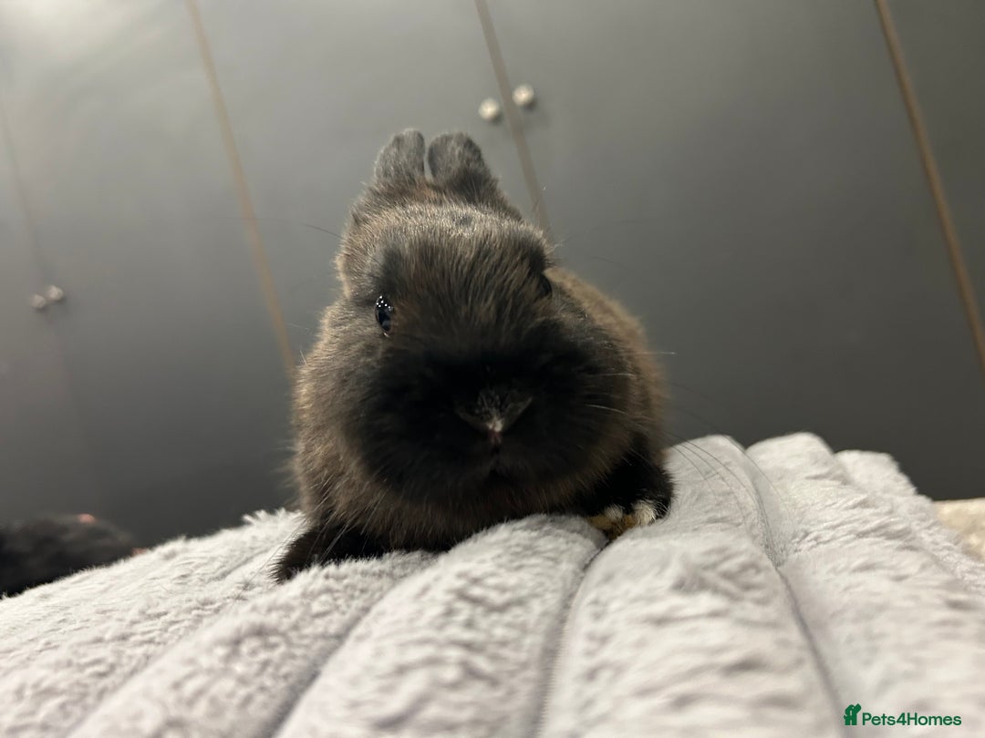 Netherland Dwarf rabbits for sale: Baby Netherland dwarfs  - Advert 5