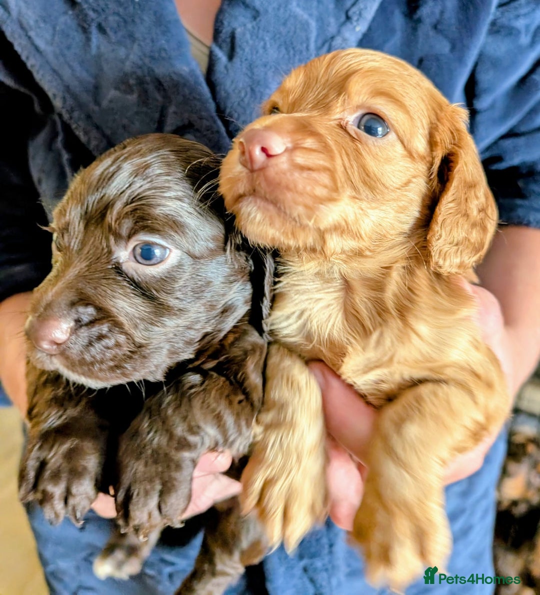 Cocker Spaniel dogs for sale: Lovely litter of working cocker spaniels  - Image 2