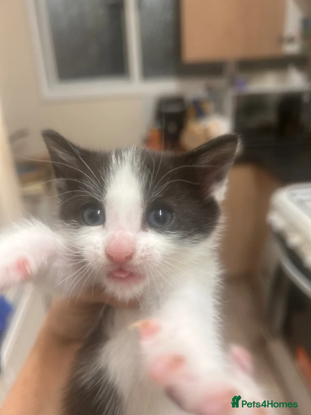 Mixed Breed cats for sale: 5 black and white kittens, all cute  - Advert 5