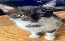 Domestic Shorthair cats for sale: Lovely funny little kittens  - Image 3