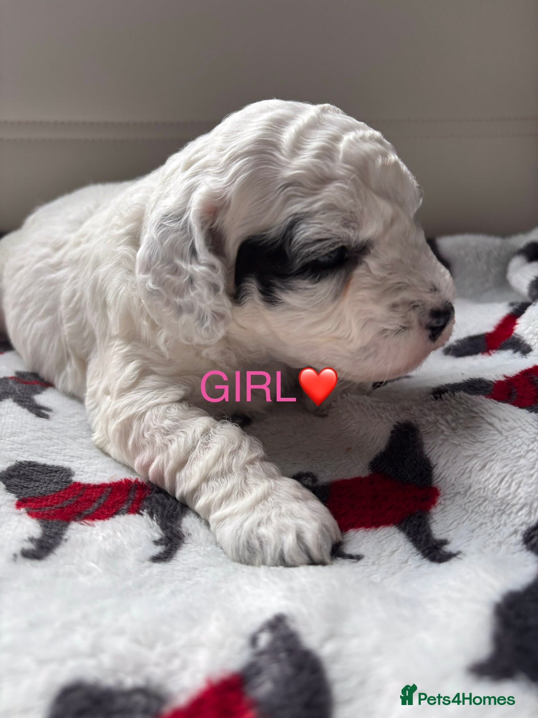 Cockapoo dogs for sale: Adorable F2 Cockapoo Puppies - First Litter  - Advert 4