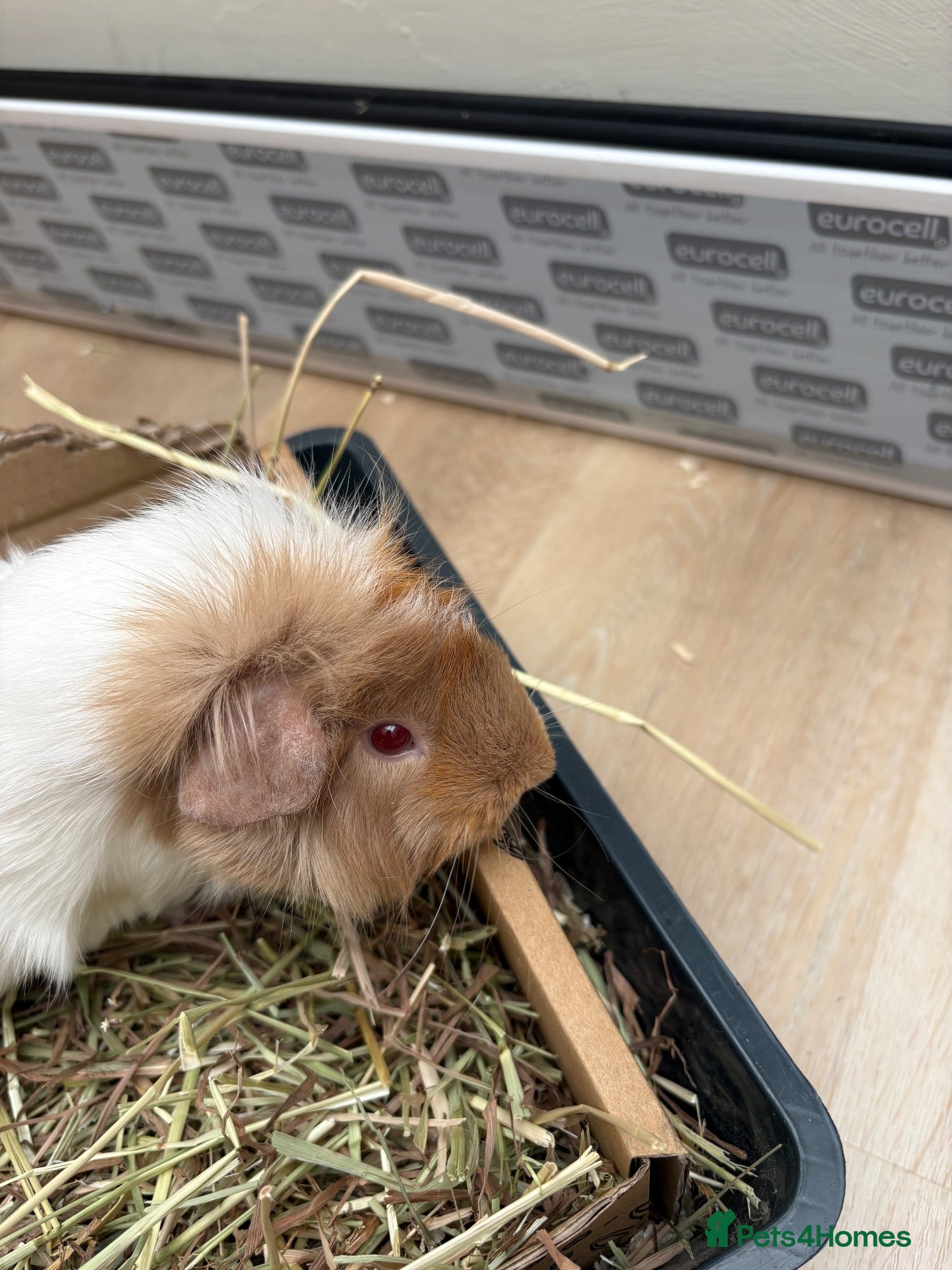 Guinea Pig rodents Two  girl guinea pigs bonded  - Advert 10