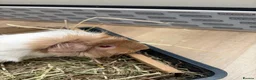 Guinea Pig rodents for sale: Three girl guinea pigs bonded  - Advert 4