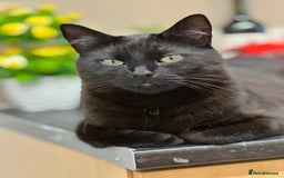 Domestic Shorthair cats for sale:  Beautiful cats looking for new home - Image 4