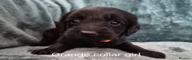 Labradoodle 6