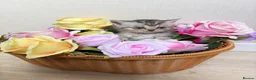 British Shorthair cats for sale: Adorable British shorthair mix kittens  - Advert 10