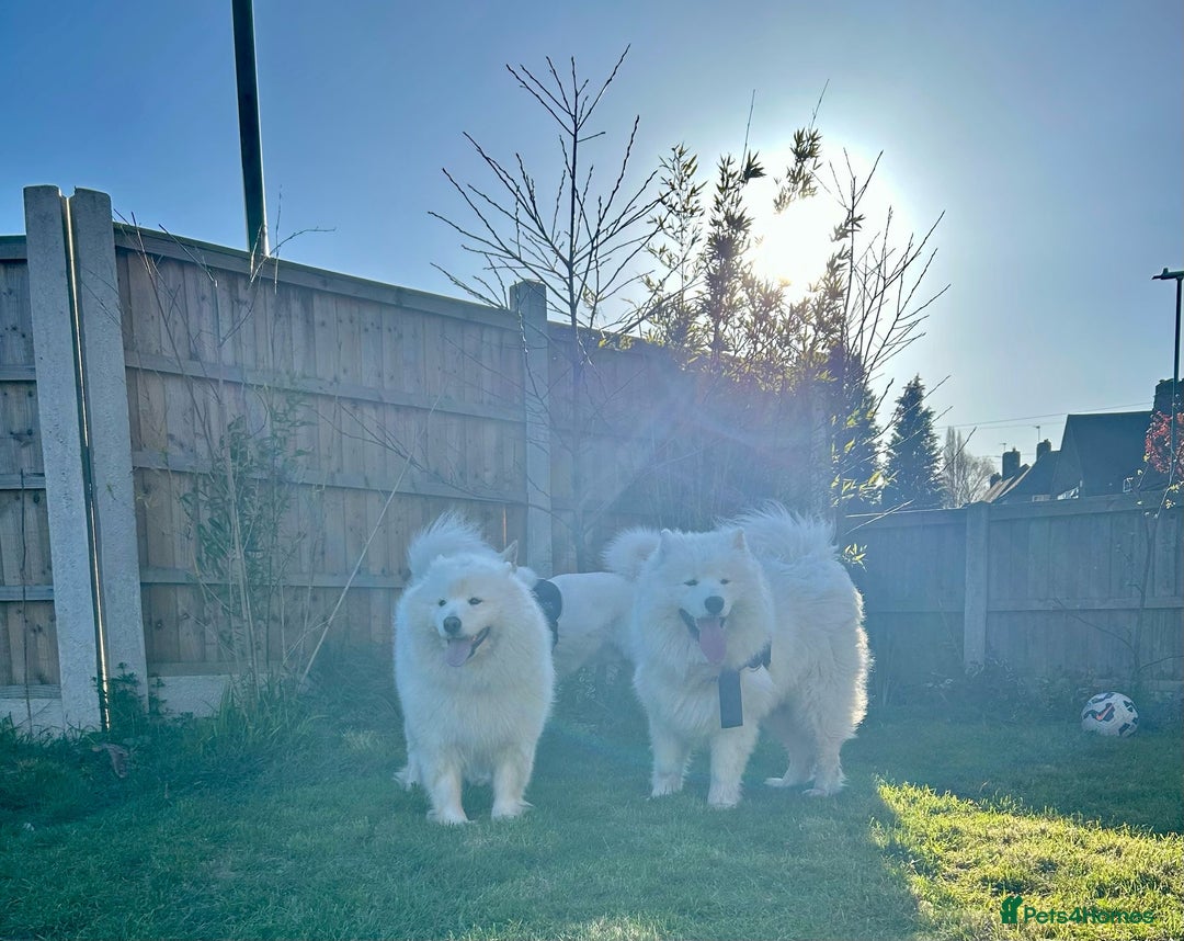 Samoyed dogs for stud: Purebred KC Registered SAMOYED Stud for Breeding  in Reading - Advert 25