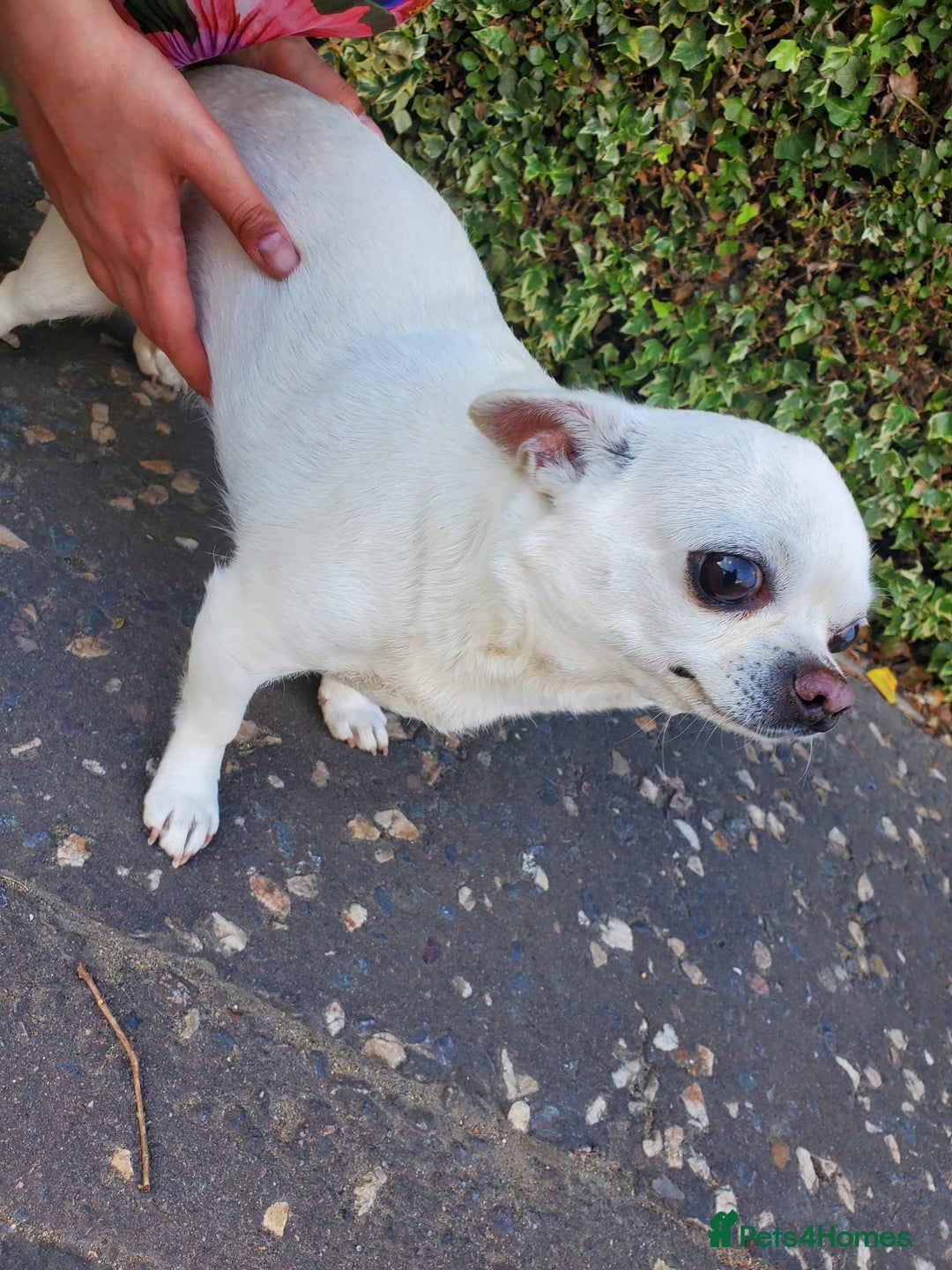 Chihuahua dogs for sale: Pedigree Chihuahua. 7 Years old & Vaccinated - Advert 9