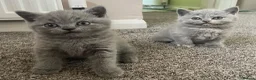 British Shorthair cats for sale: 🐾 GCCF REGISTERED BRITISH SHORTHAIR KITTENS 🐾 - Advert 5