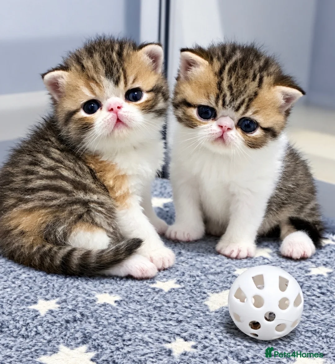 Exotic cats for sale:  ** 🔥OUTSTANDING EXOTIC SHORTHAIRS 🔥 - Advert 2
