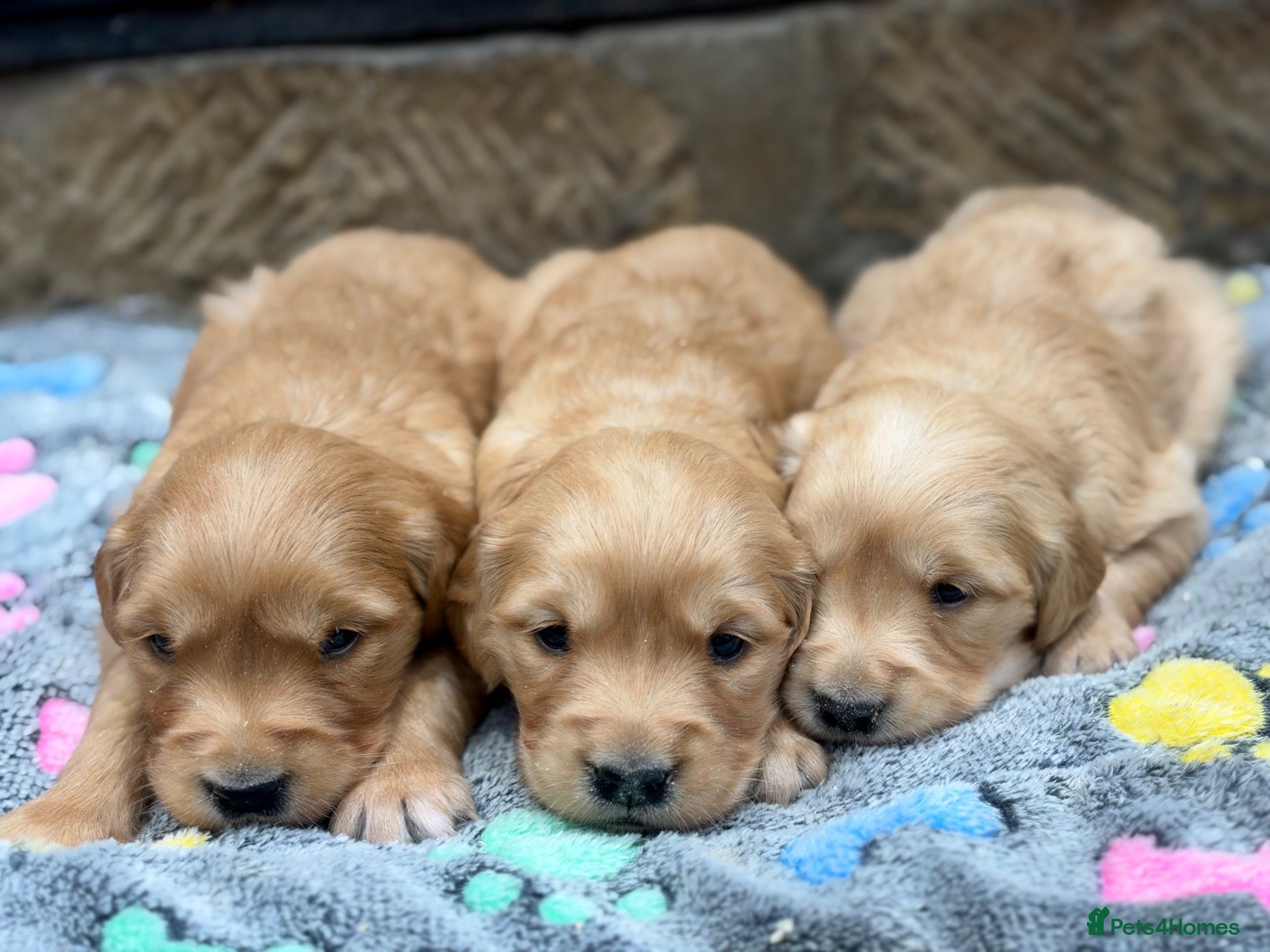 Golden Retriever dogs Gorgeous Golden Retrievers - Advert 2