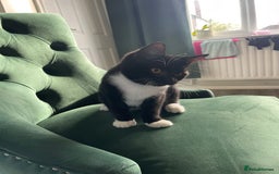 British Shorthair cats for sale: Kittens - Image 1