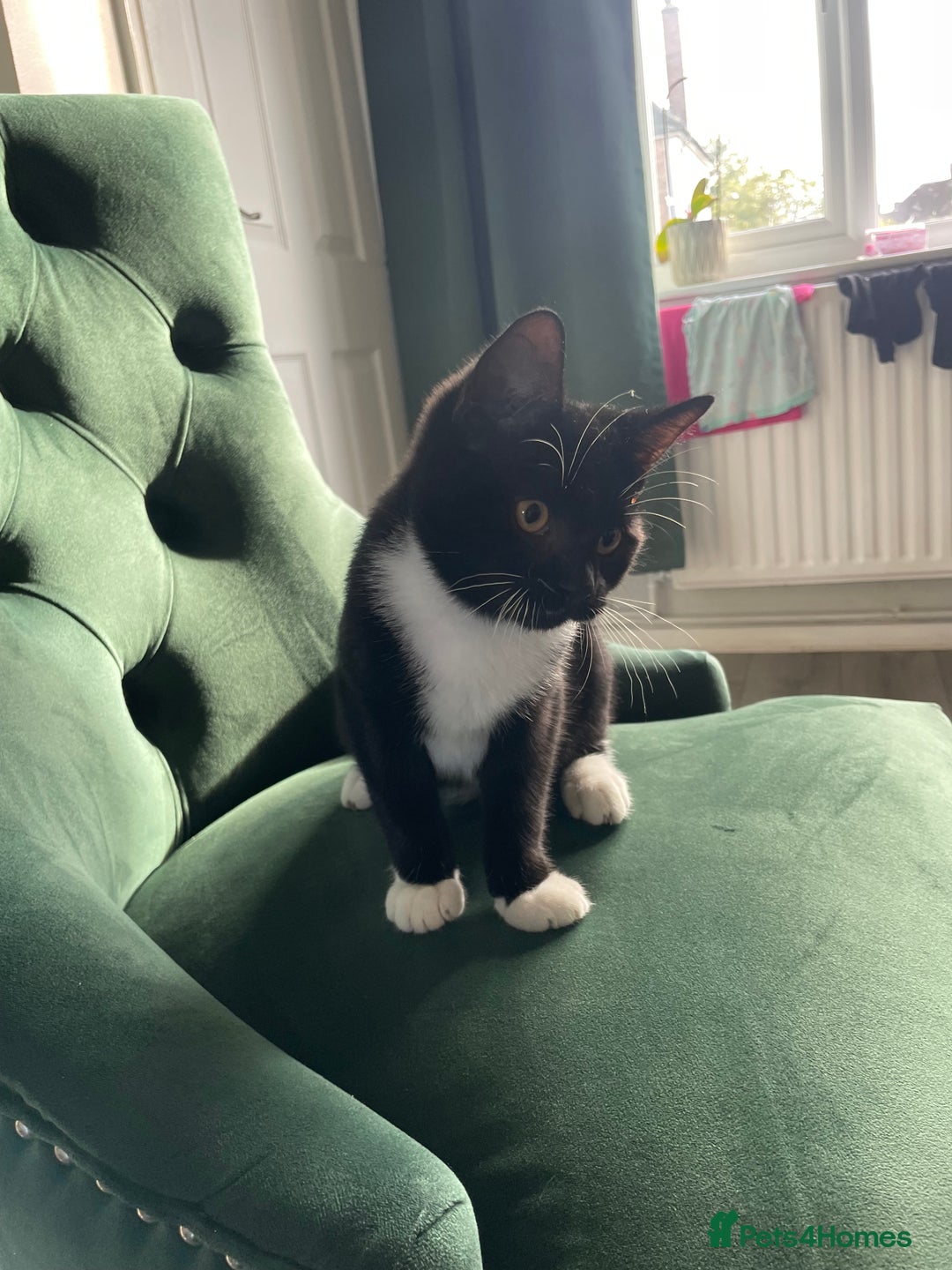 British Shorthair cats for sale: Kittens - Image 1
