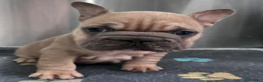 French Bulldog 2 boy 