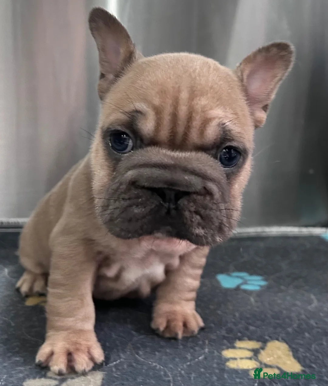 French Bulldog dogs for sale: 2 French bulldog puppies ready to leave  - Advert 8